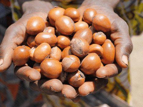 Ahowe (Garcinia kola) tenu dans les mains d'un producteur