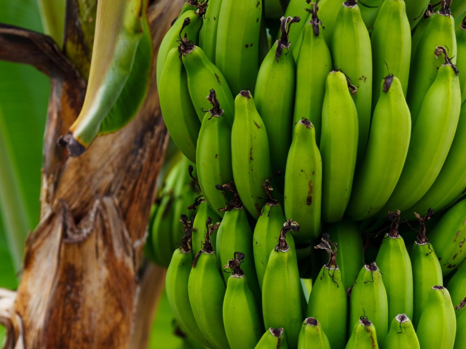 Bananes vertes fraîches du Bénin