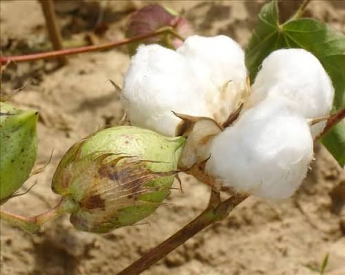 Coton en fleur