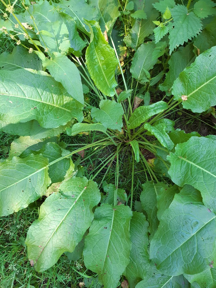 Feuilles de patience fraîches