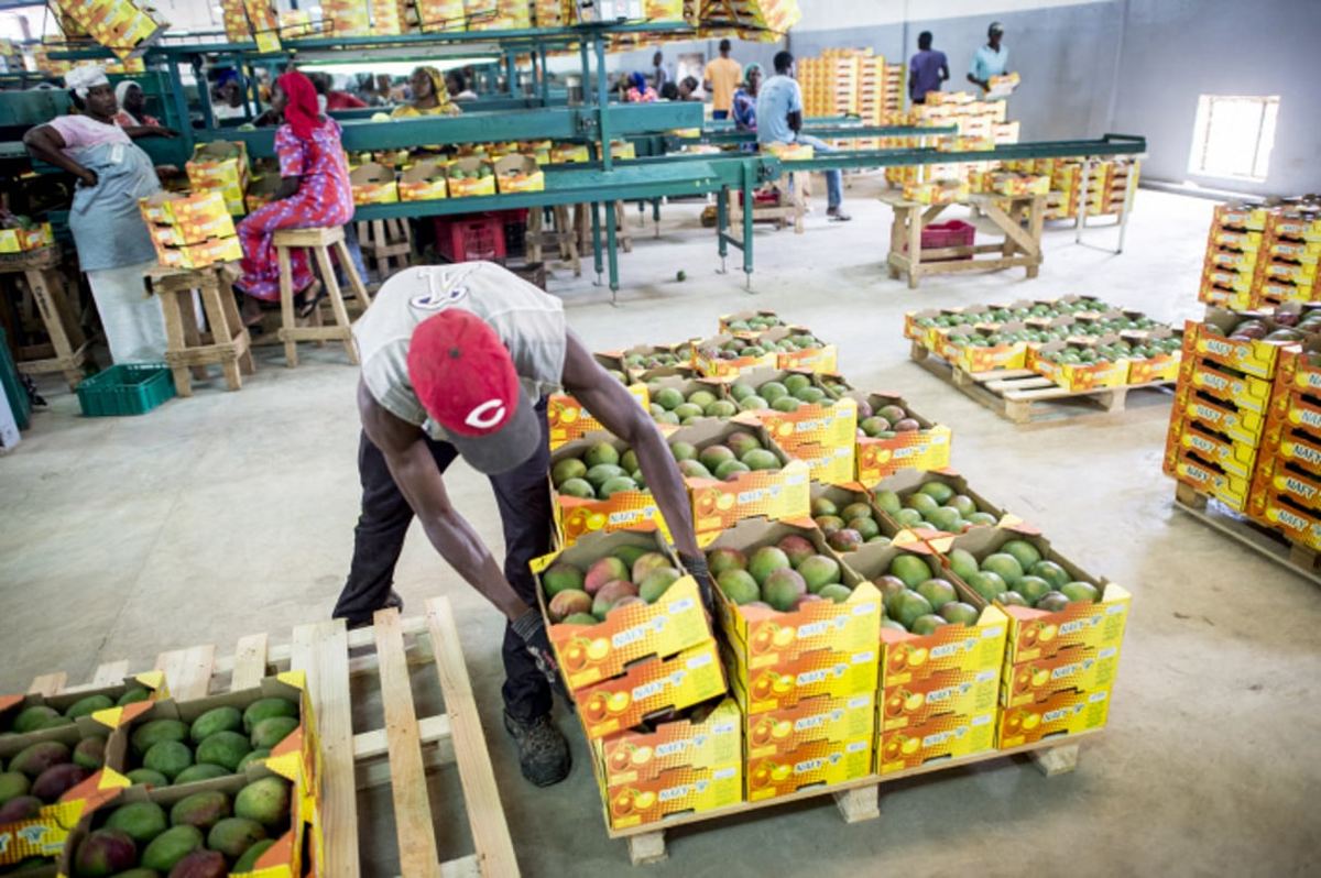 Atelier de conditionnement de mangues pour l'export au Bénin