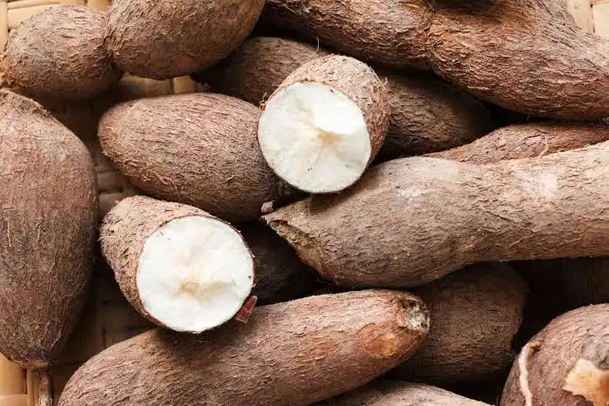 Manioc frais