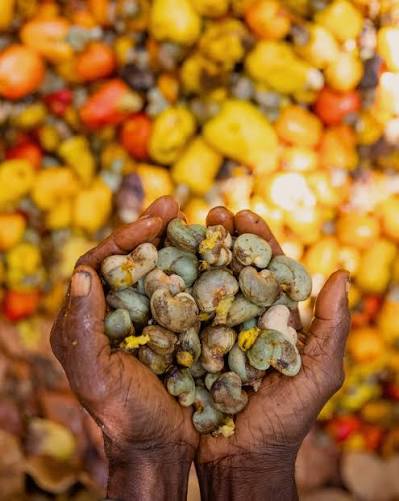 Noix de cajou brutes du Bénin