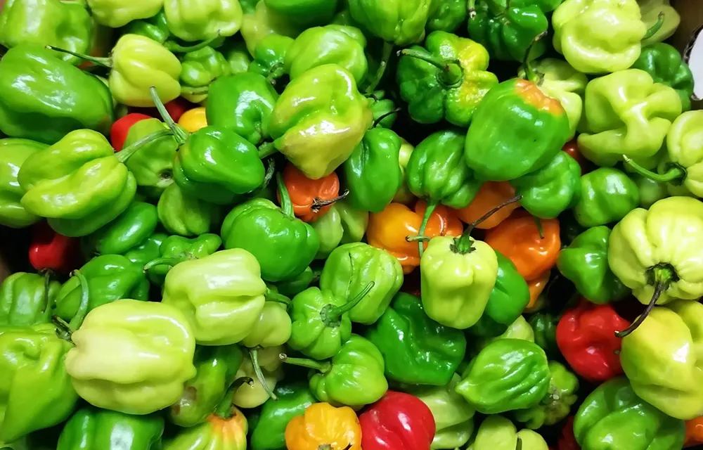 Piment vert Gbotaki