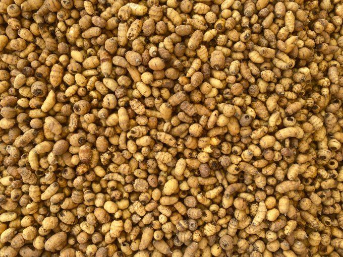 Souchet (tiger nut)